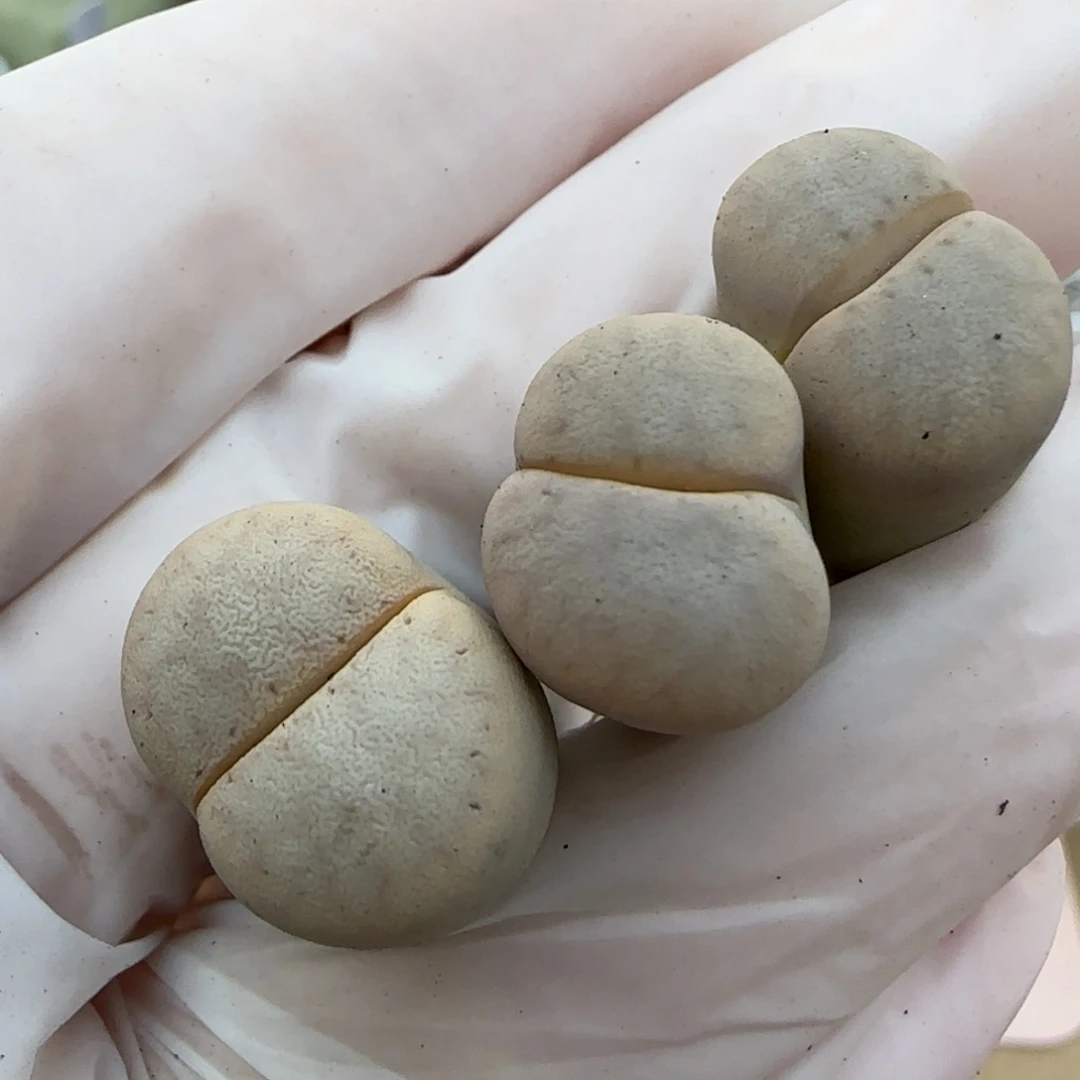 1。19。7022。猪皮。上播福利。