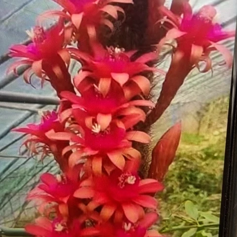 仙人掌红刺金妞群主枝20 cm以上