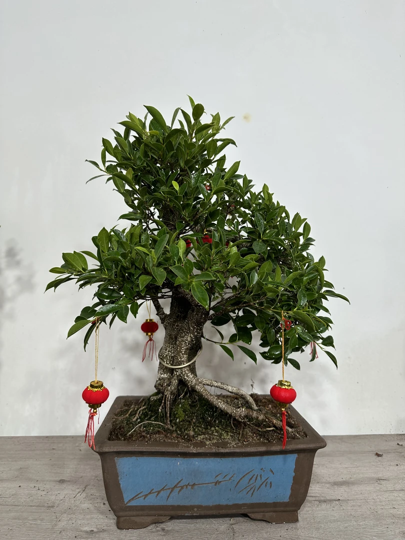 10元——150元绿植盆景付款区