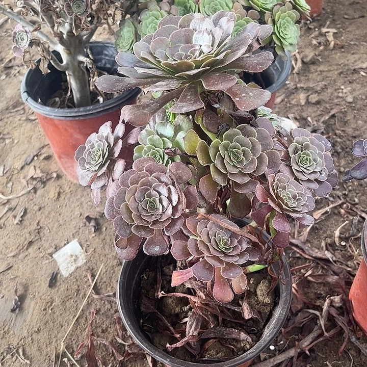 黑暗玫瑰玫瑰玫瑰玫瑰