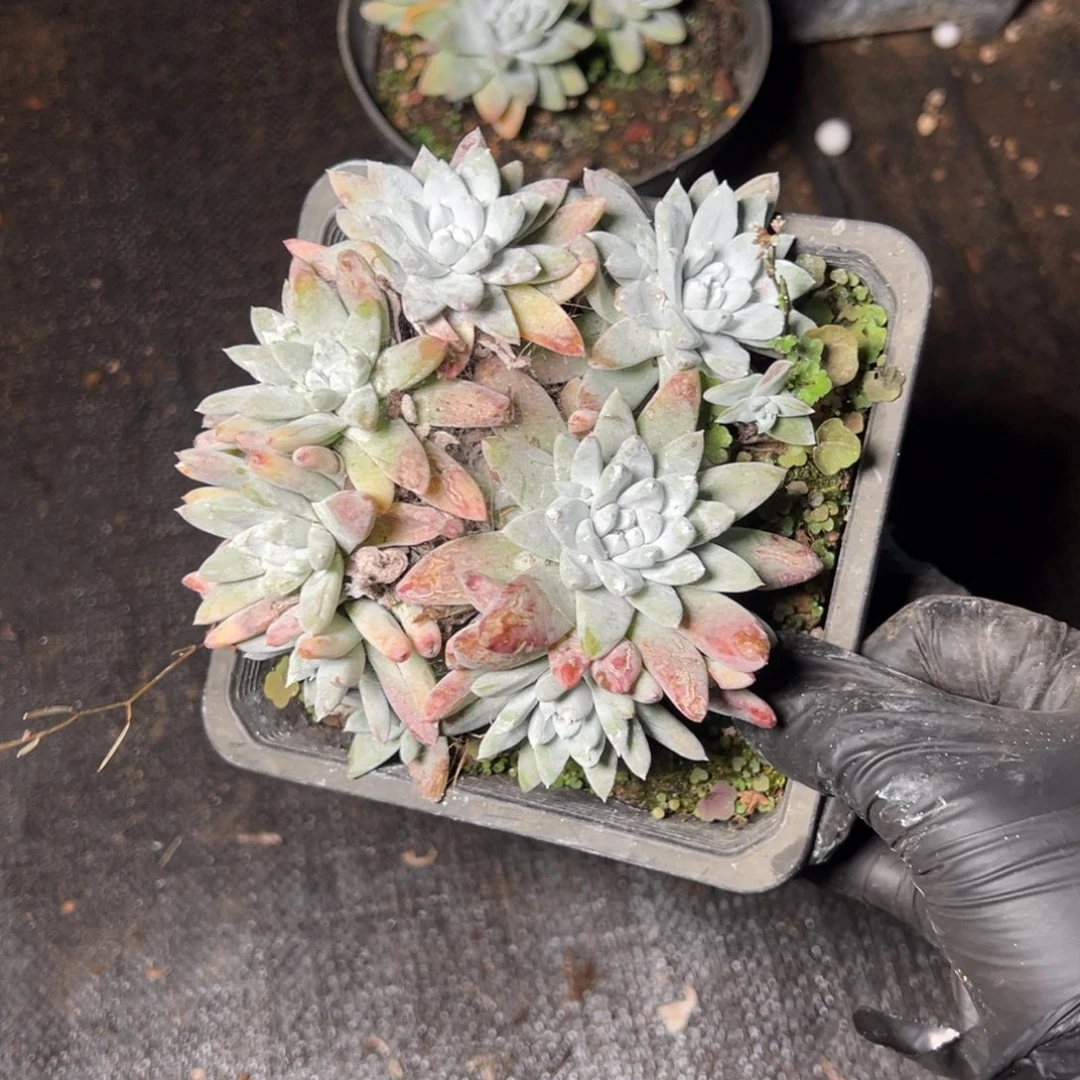 4719刘丹拇指哈哈哈哈哈哈哈