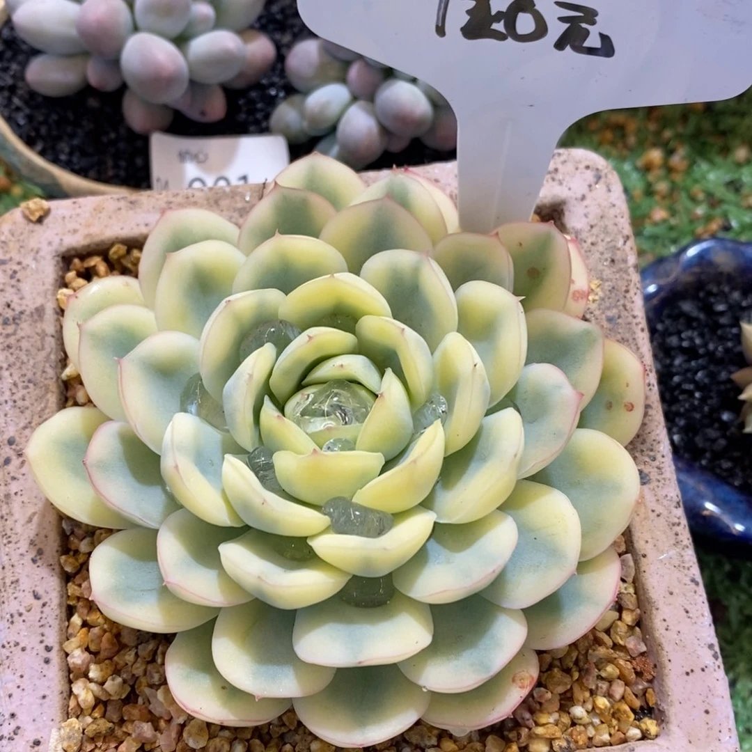 704018多肉多肉多肉