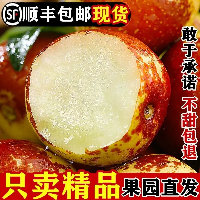 正宗冬枣山东沾化新鲜采摘冬枣大果甜产地直发自然熟现摘现发顺丰