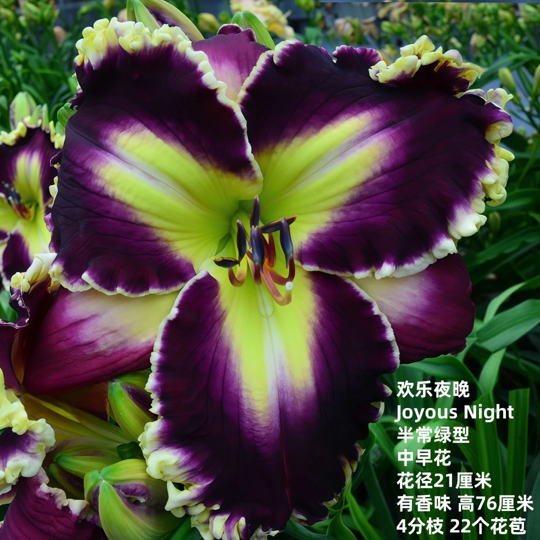 进口花卉绿植盆栽大花萱草欢乐夜晚庭院花园多年生宿根植物