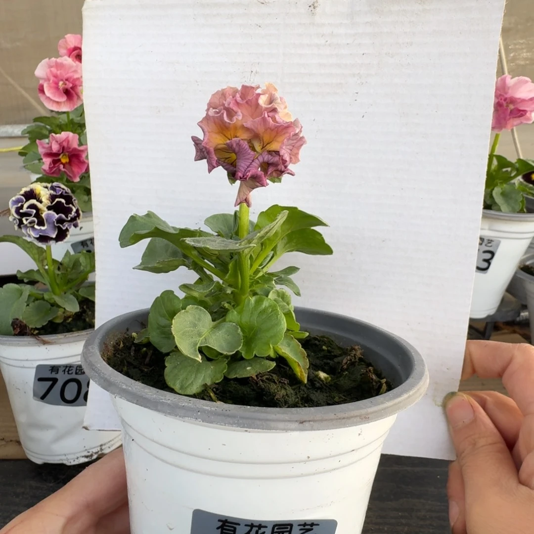 无花朵790号角堇