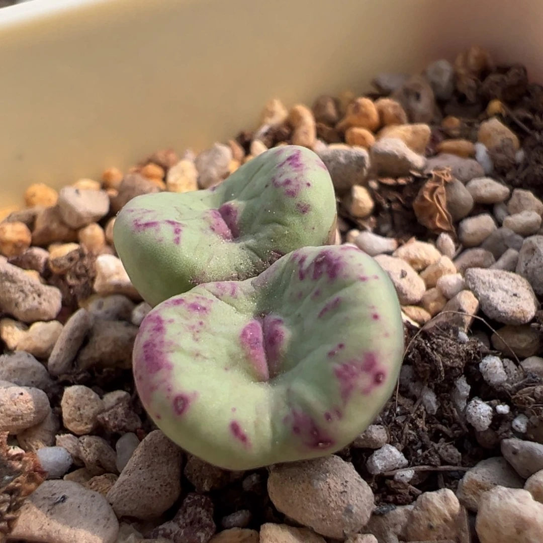 967/。  捡漏场。