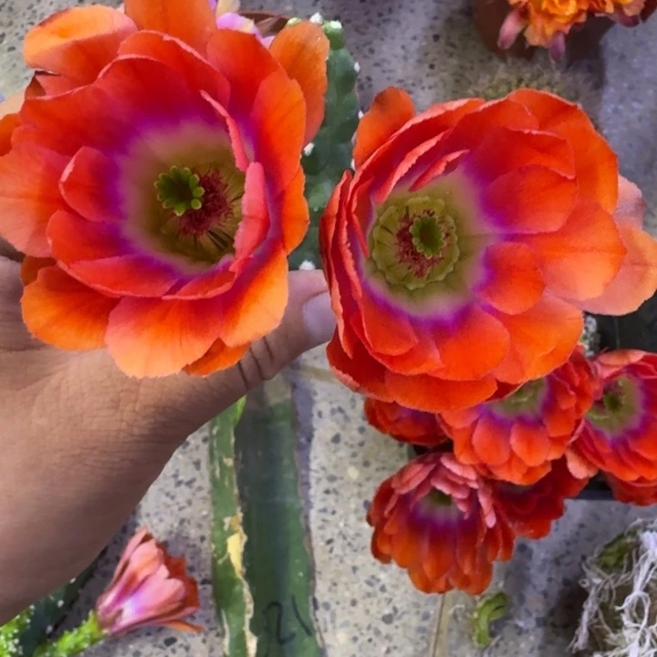 301橘水仙无根侧牙小一个，20包邮