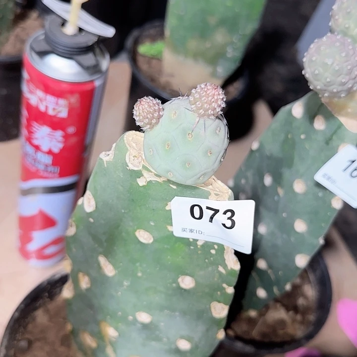 欧系蓝白皮习志野073