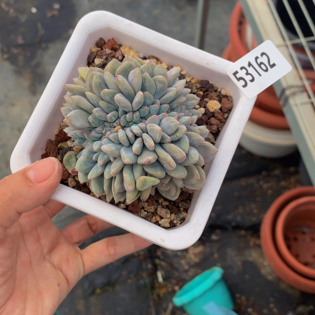 53162嗯嗯嗯缀满是不