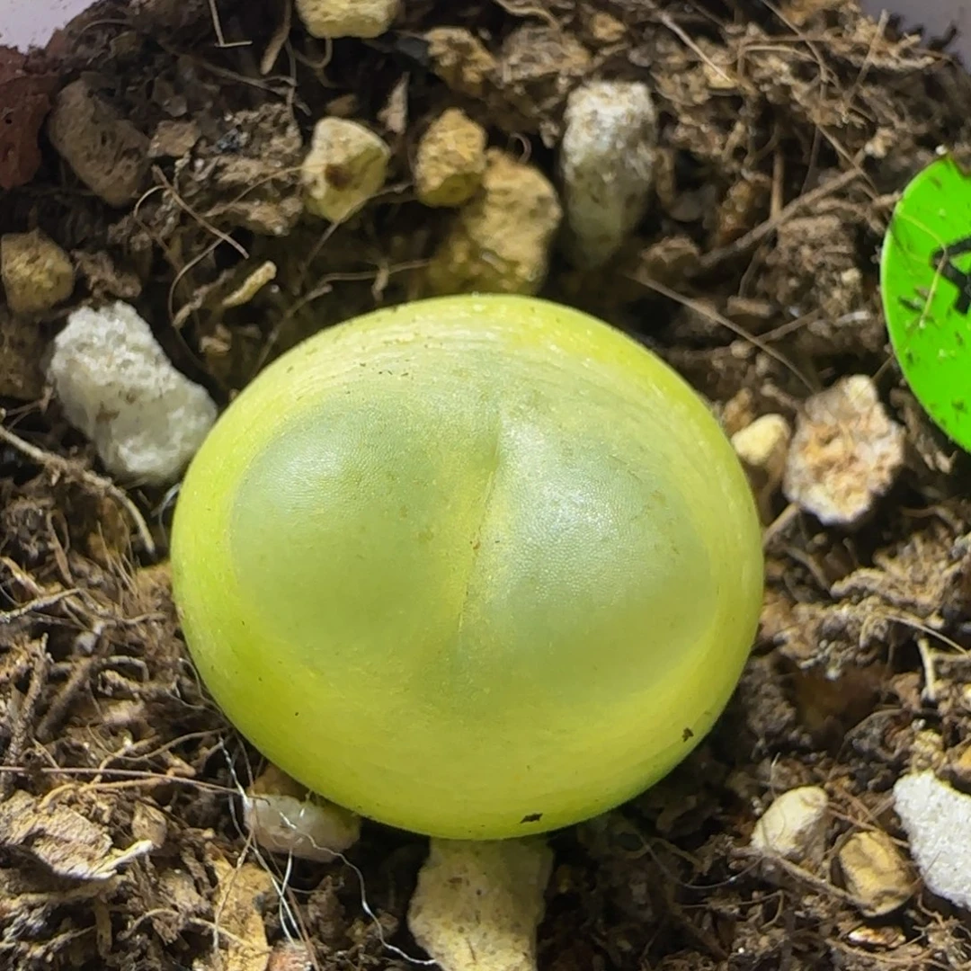 拉登1.5+多肉植物460