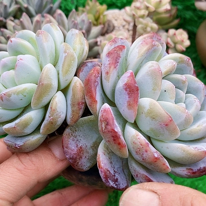 冰玉老桩整无砍多肉