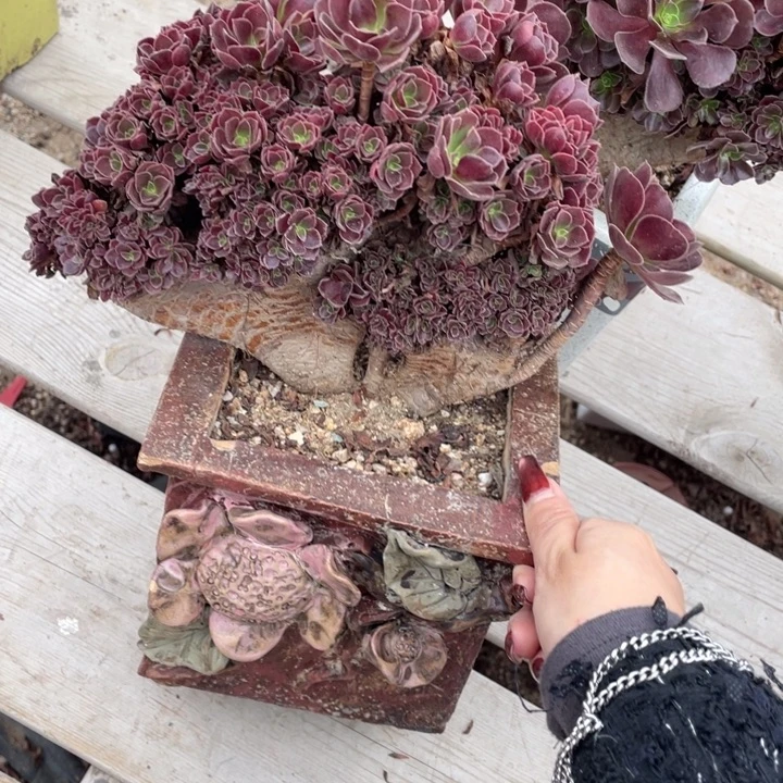 多肉的大肉都要长得像自己