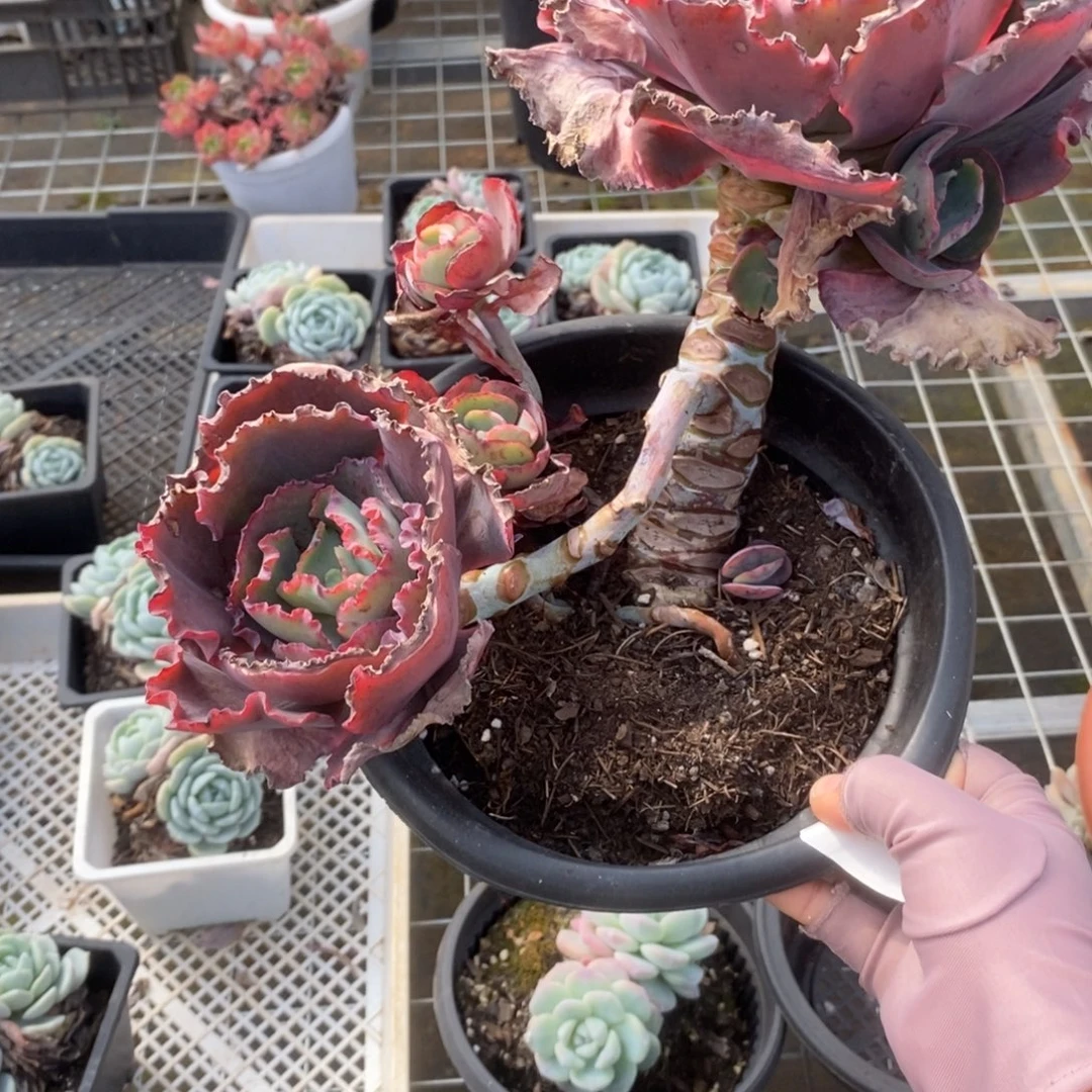 6076蓝色妖姬一物一拍