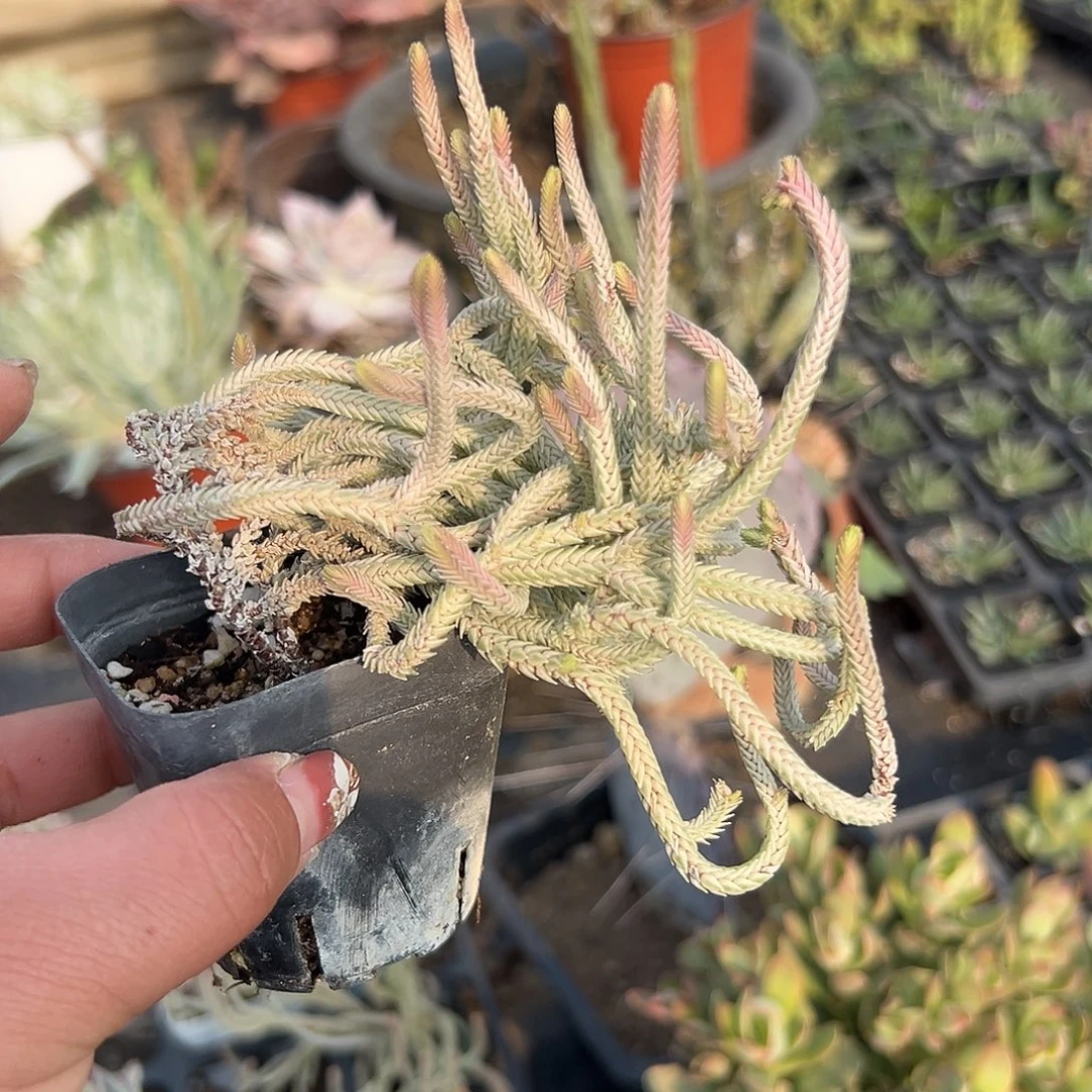 多肉植物多肉植物