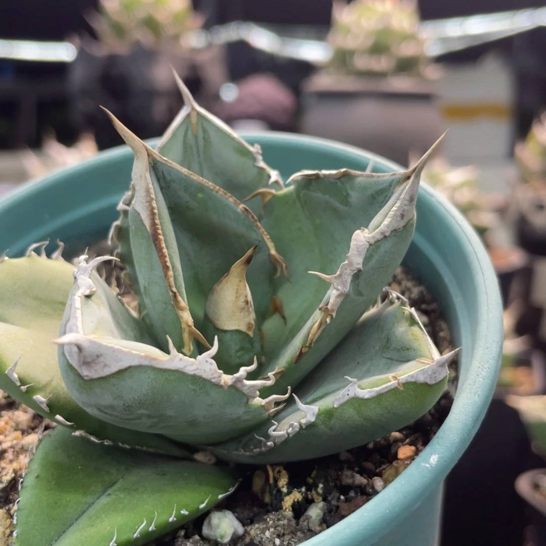 大白鲨88888888888888