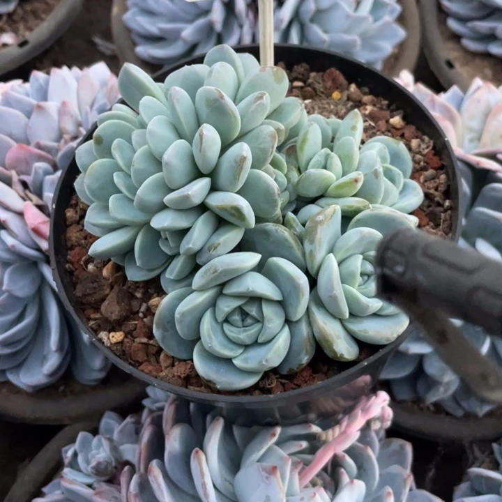 小****哈哈哈哈哈哈哈哈哈899