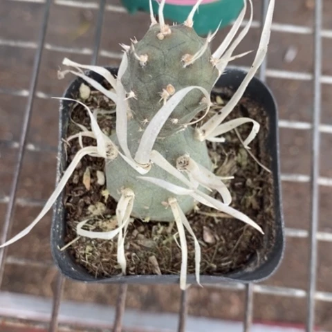 东*武藏野团扇3仙人球