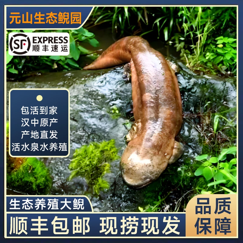 娃娃鱼福袋专用链接鱼苗1条