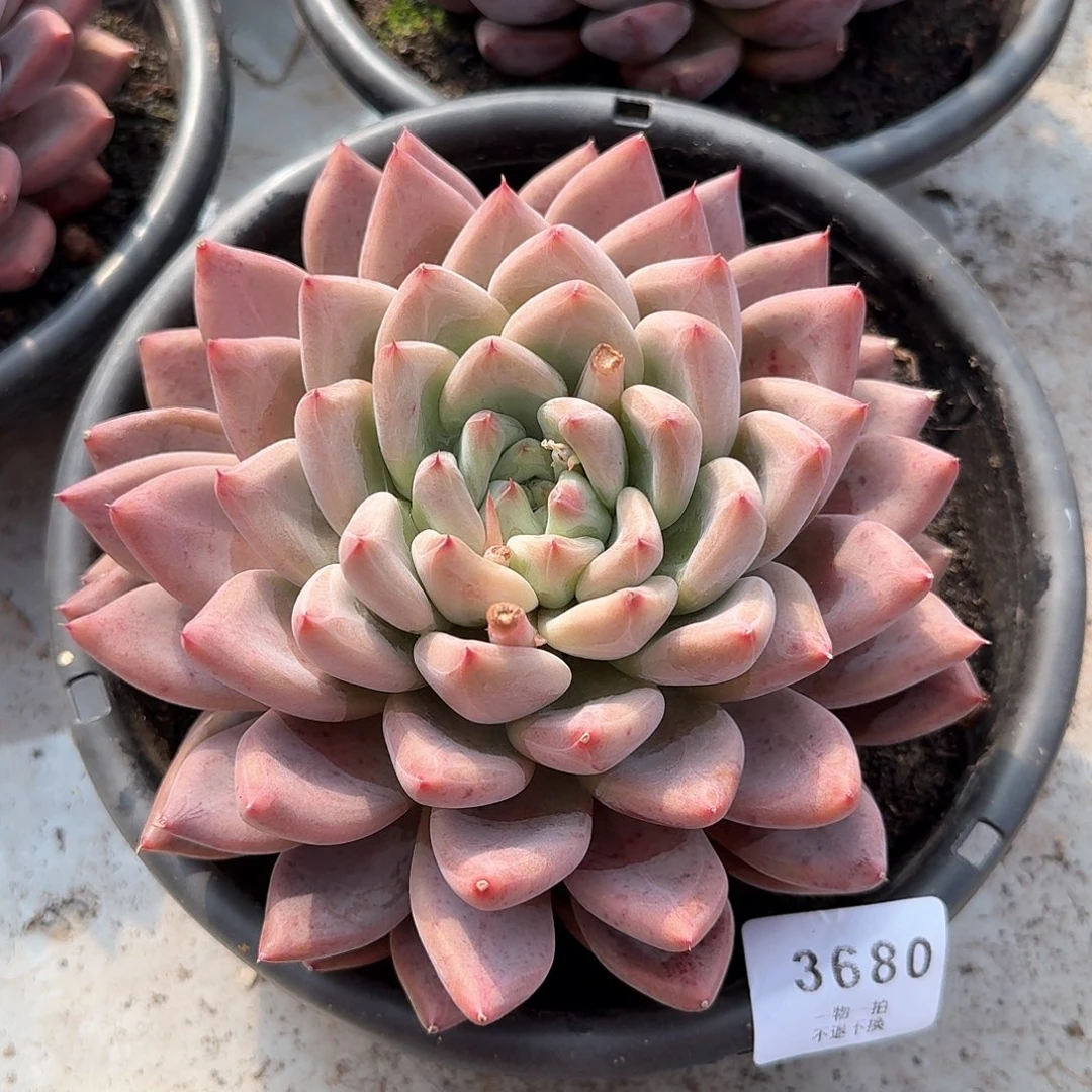 龙*3680号婚戒多肉