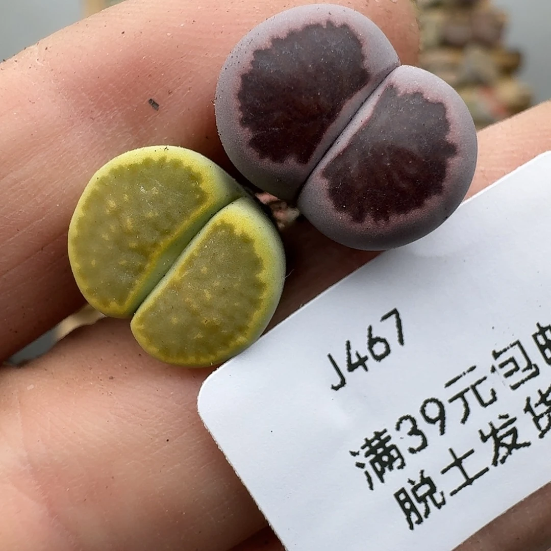 467多肉哈哈哈哈哈