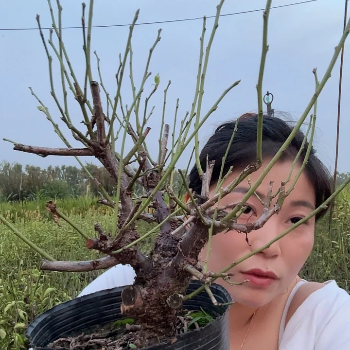一***）无花朵我们也会继续