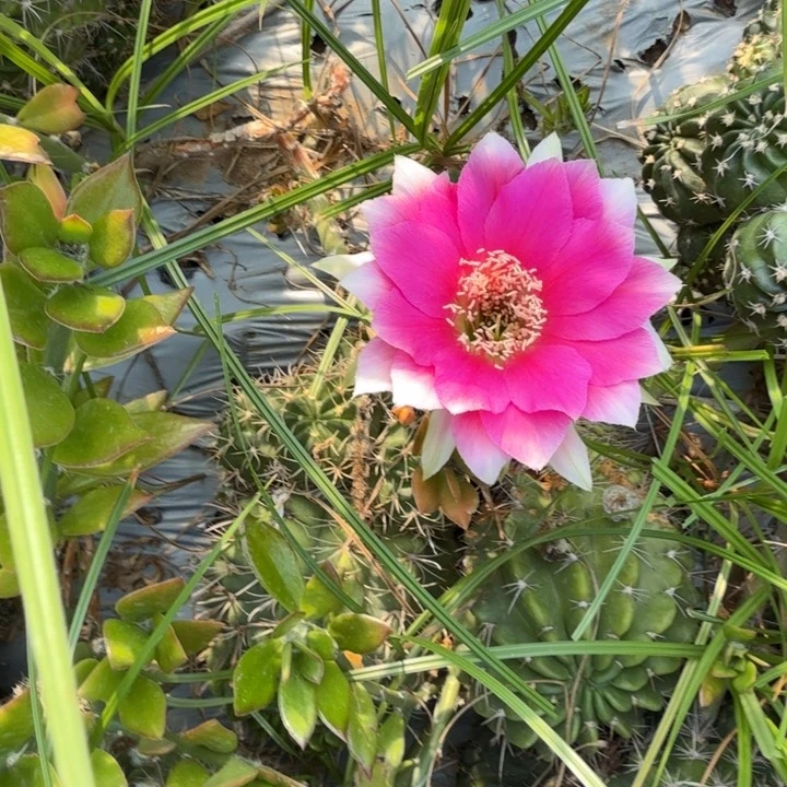 丽花仙人球瑕疵仙人掌侧芽772