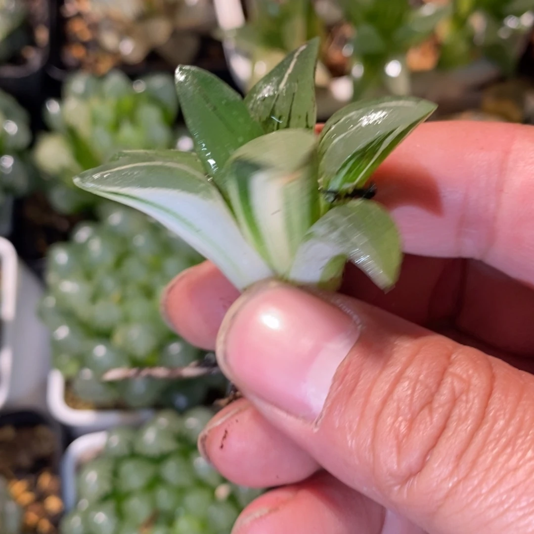 443 一颗红纹寿锦 超级福利