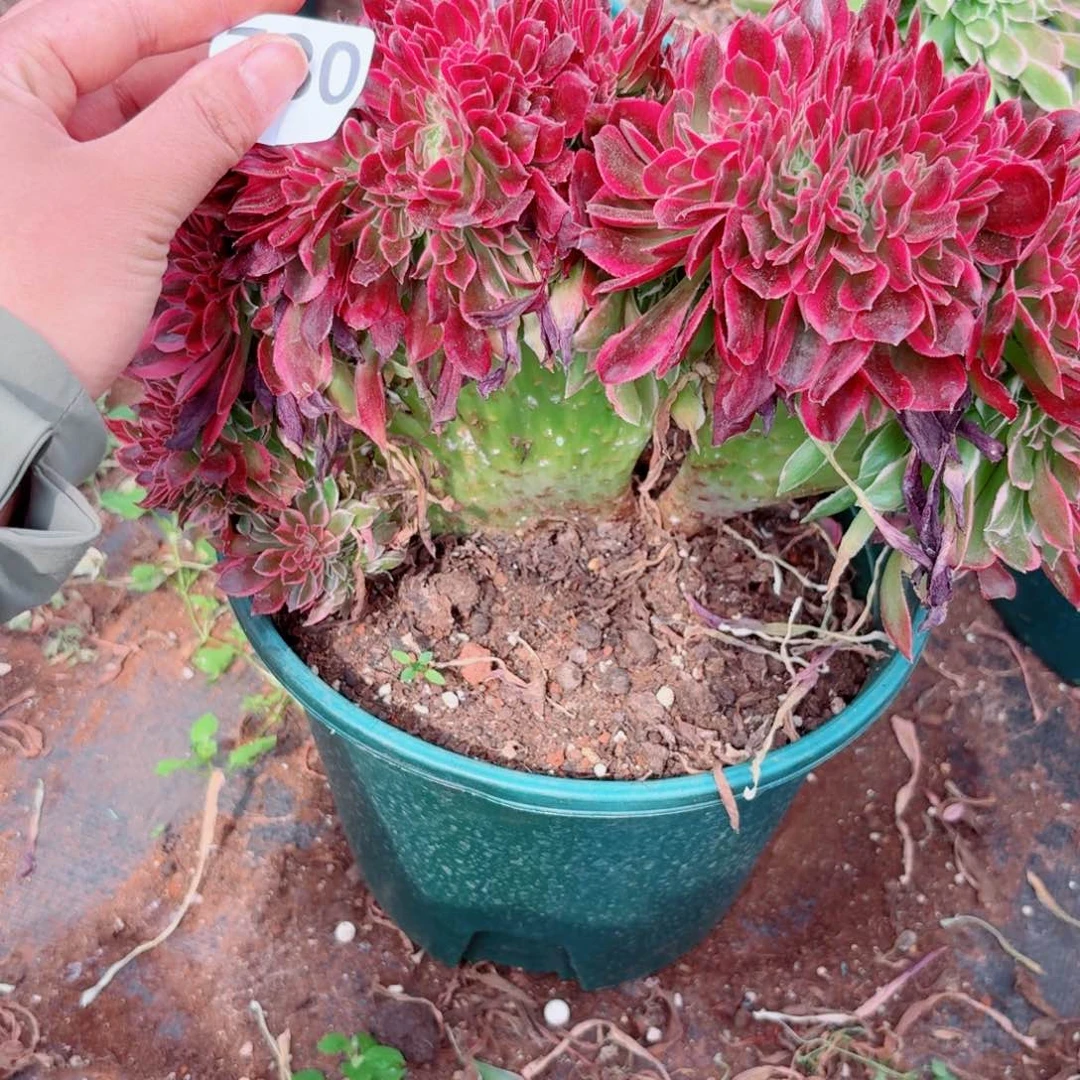 香妃780 号多肉清货不支持退货