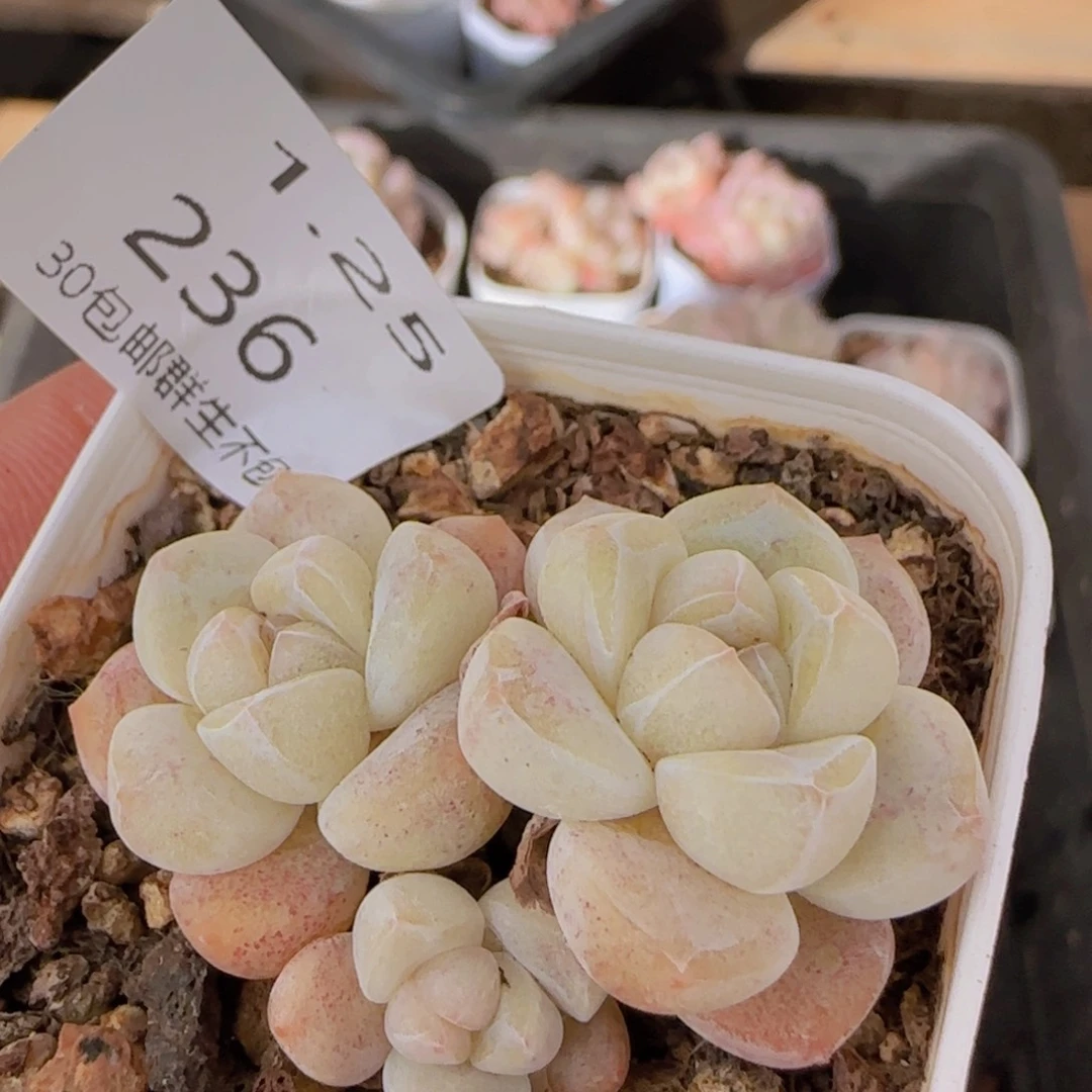 白体糖心冰玉三头一颗