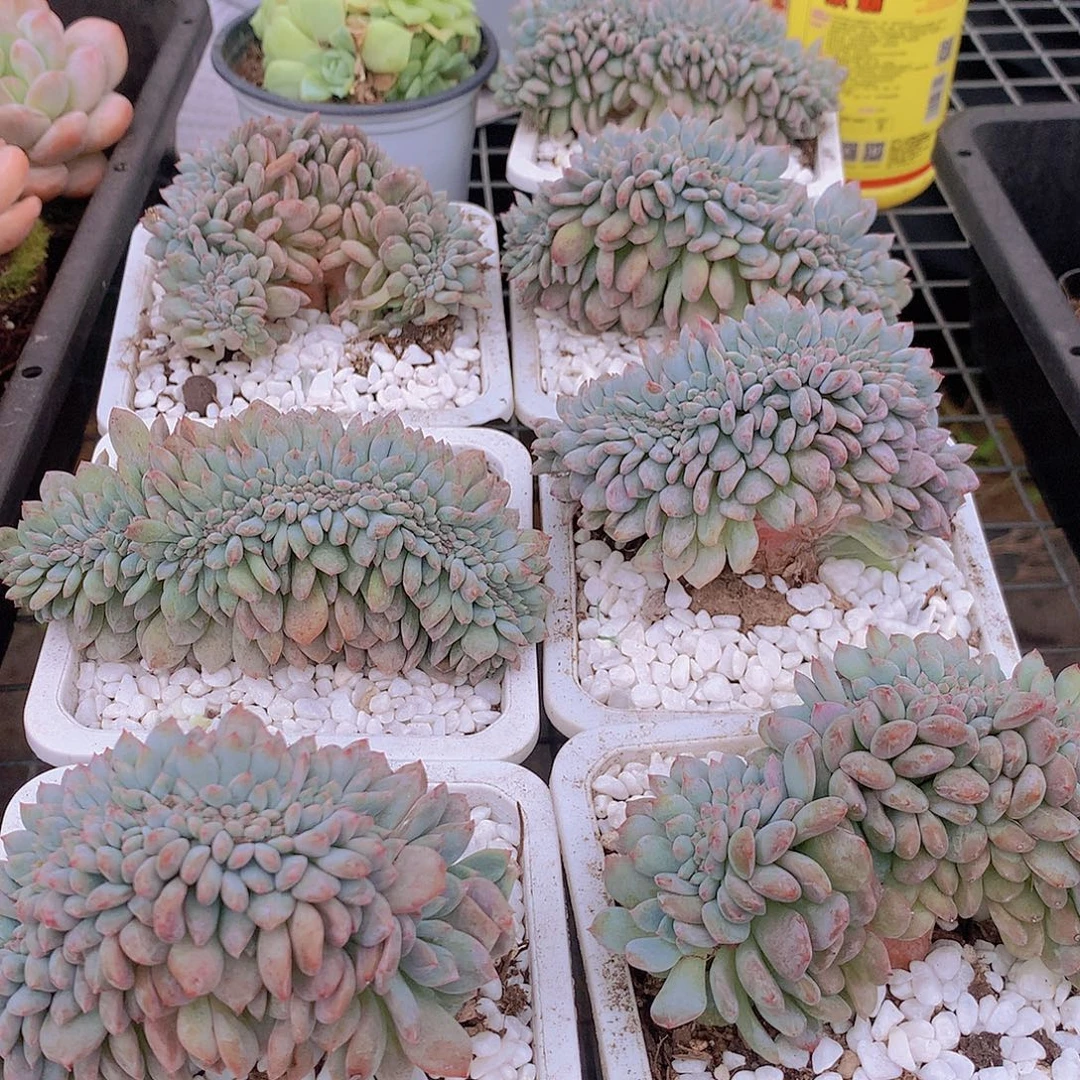 石榴籽缀化467899900000