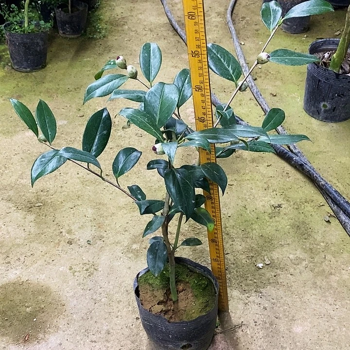 紫螺旋。     茶花。