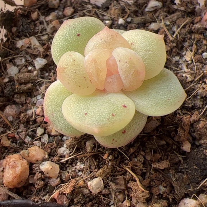 210 一物一拍，精品糖心，尺寸不大介意勿拍