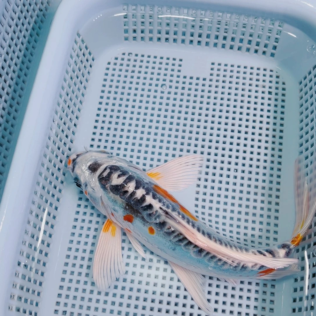 锦鲤锦鲤冷水鱼观赏105