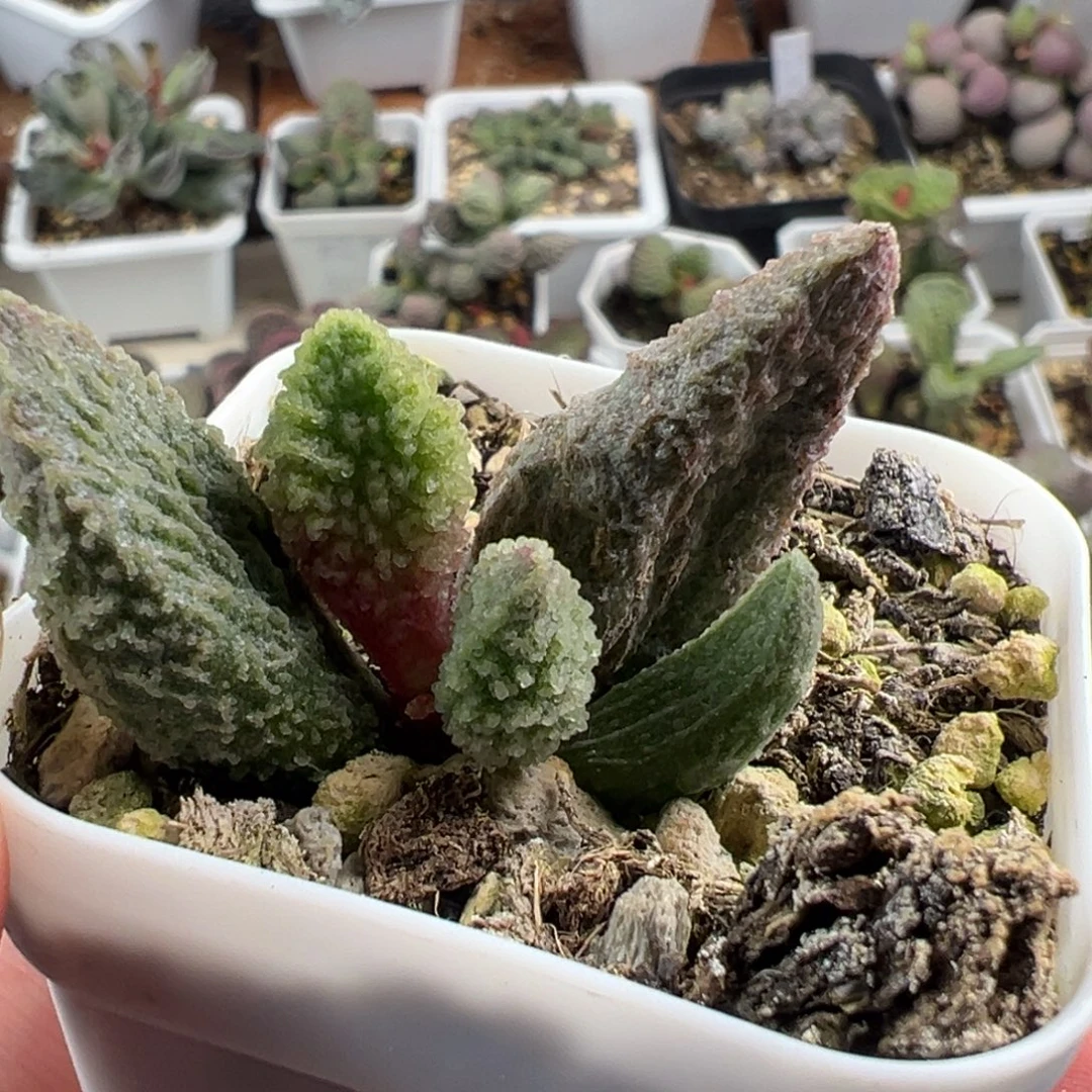 实生新品大叶型实生大苗多肉植物