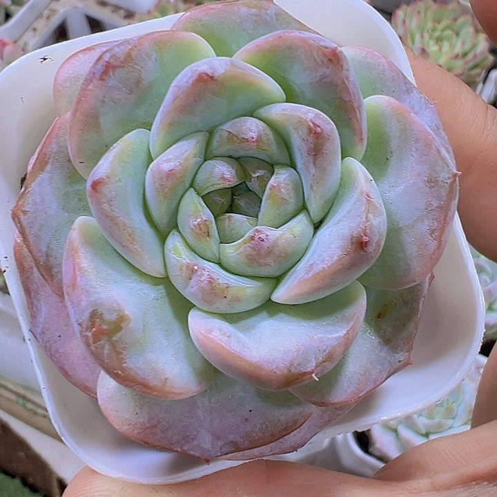 橙杂19包邮多肉植物