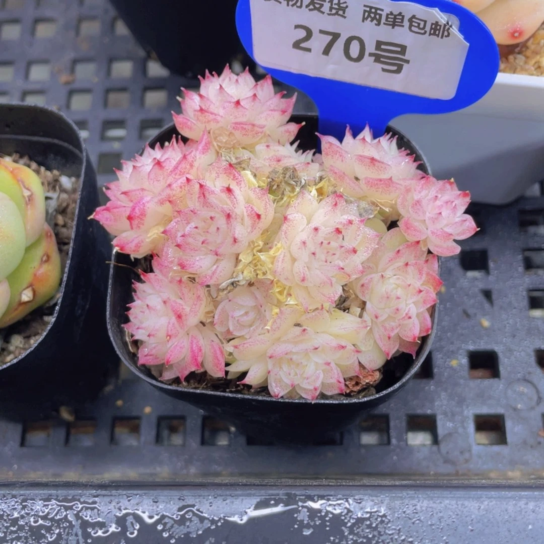 270号冰透珍妮麦秆群