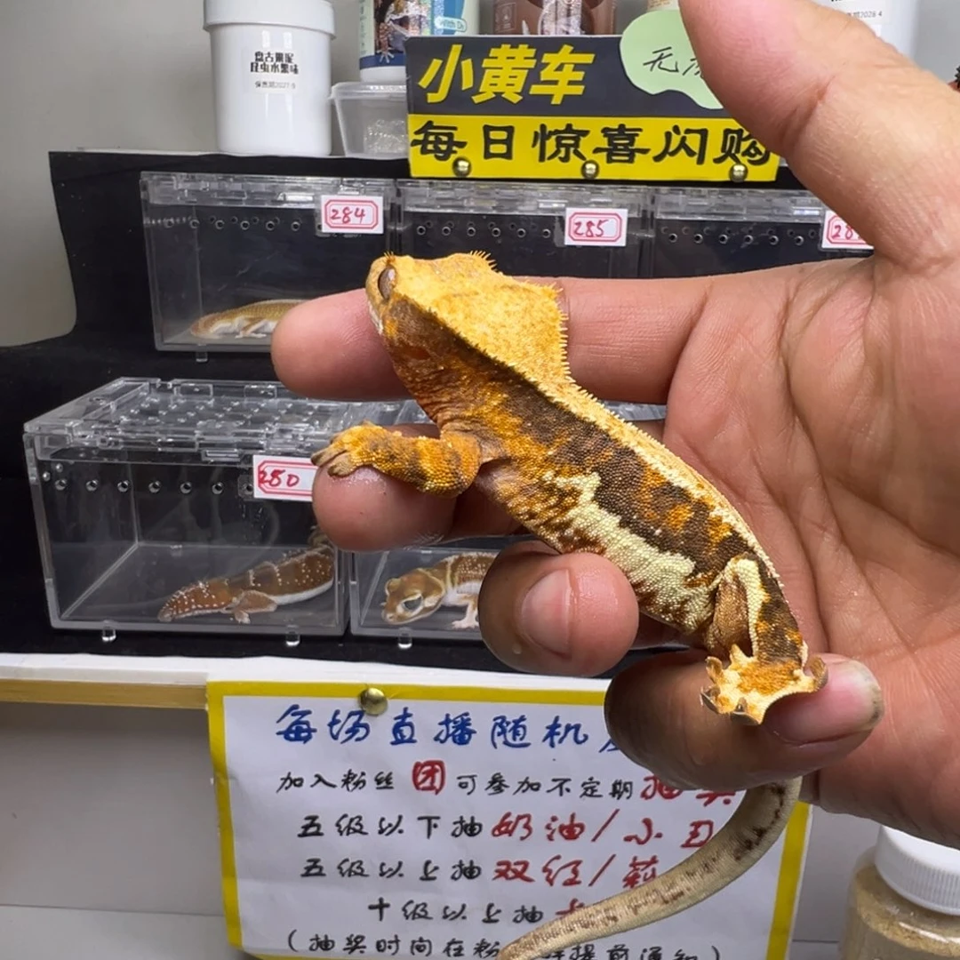 睫角守宫超黑底橙纹三色莉莉