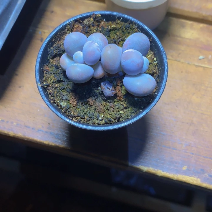 奶洛多肉一物一拍