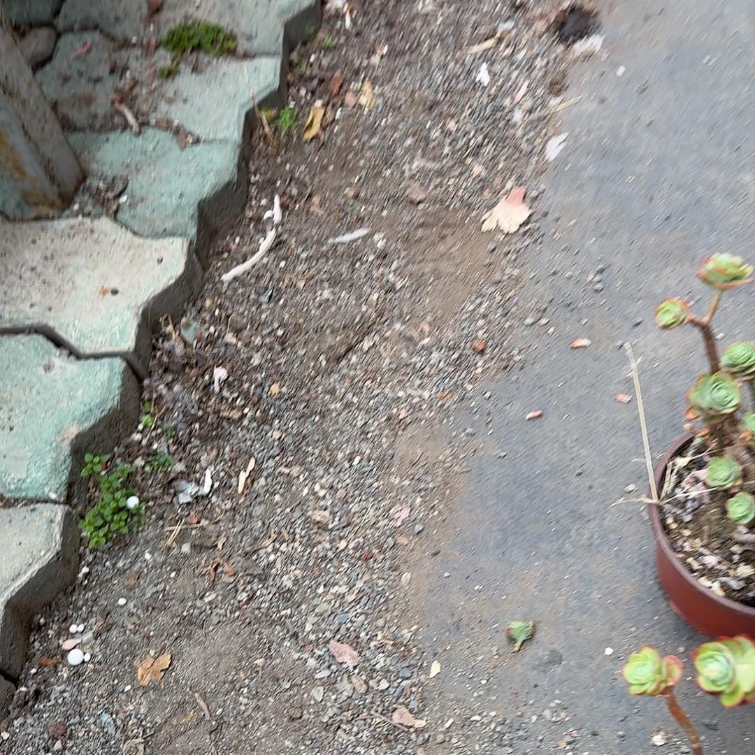 播化妆多肉植物hi你骑马