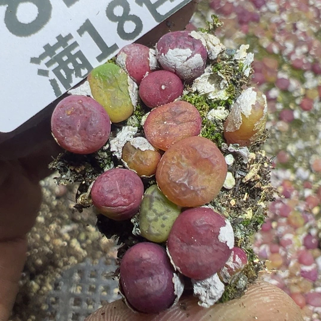 【闪购商品】 820。