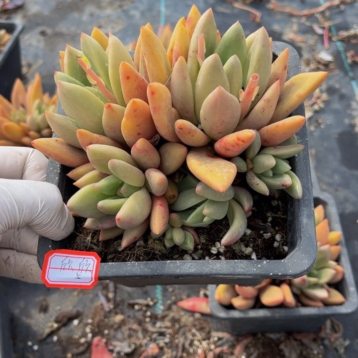 欣*桃花源一颗140盆