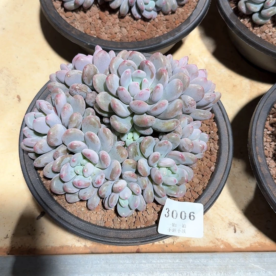 ?**?3006号香香雪