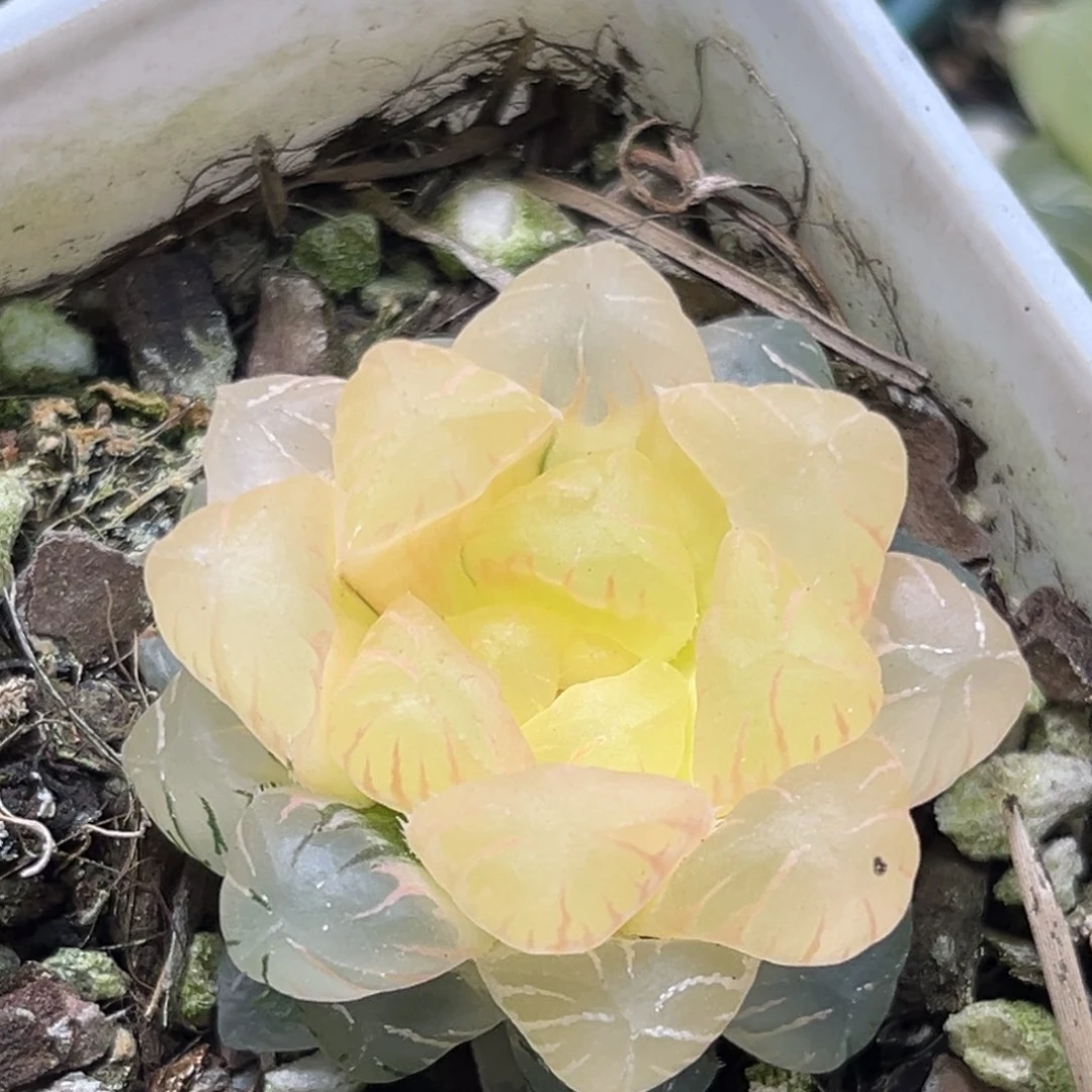 恭喜发财大吉大利2946