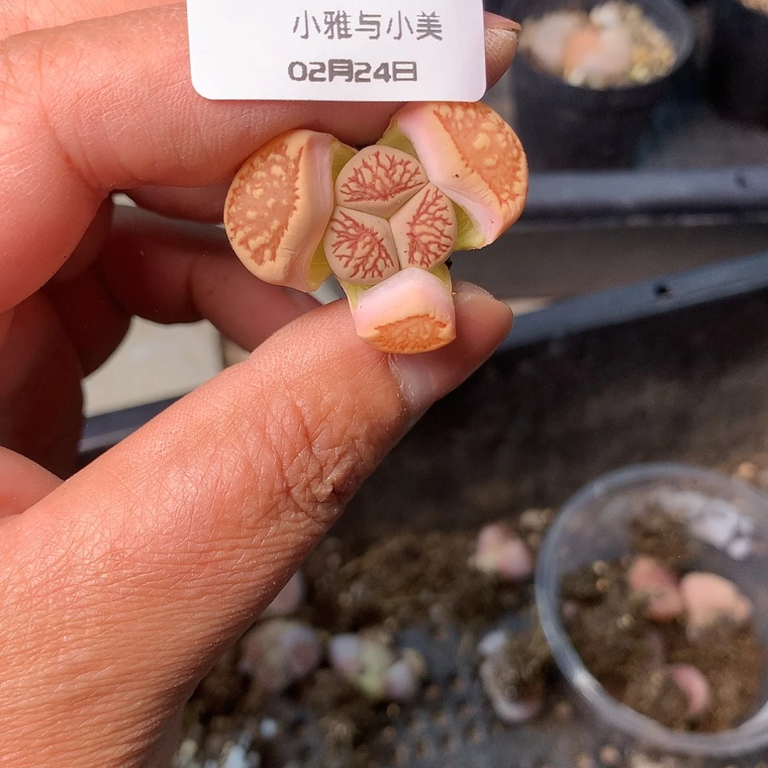 A97多肉植物保护研究所