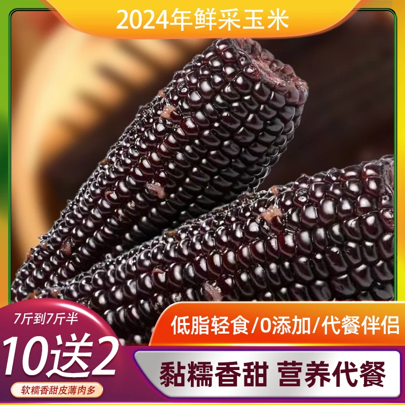 【12只 整箱 7.5-8斤】2024头茬大棒东北黑糯玉米 轻食代餐黏糯玉米