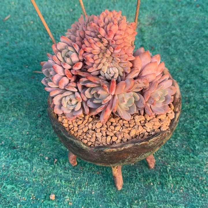 星影树缀无砍多肉