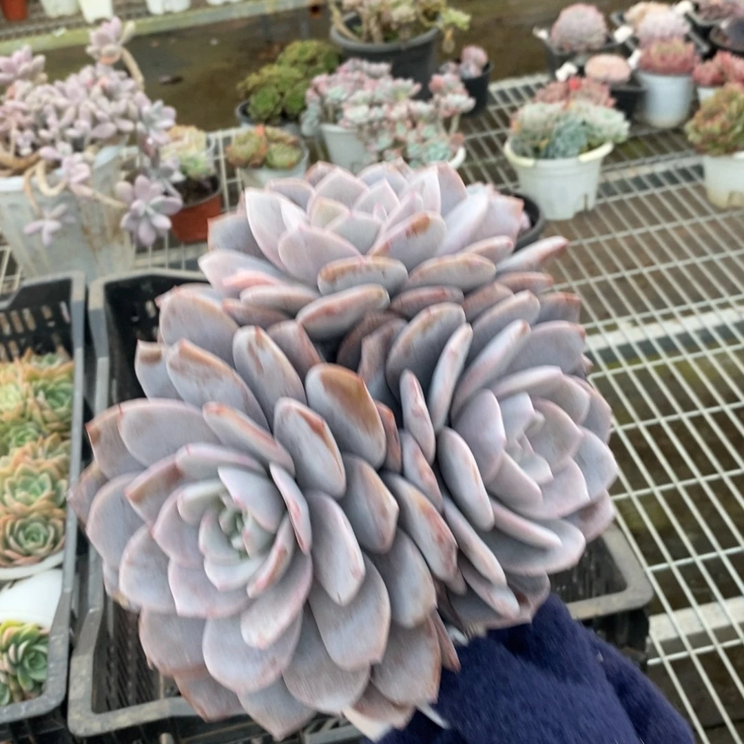 4771红茶多头一物一拍