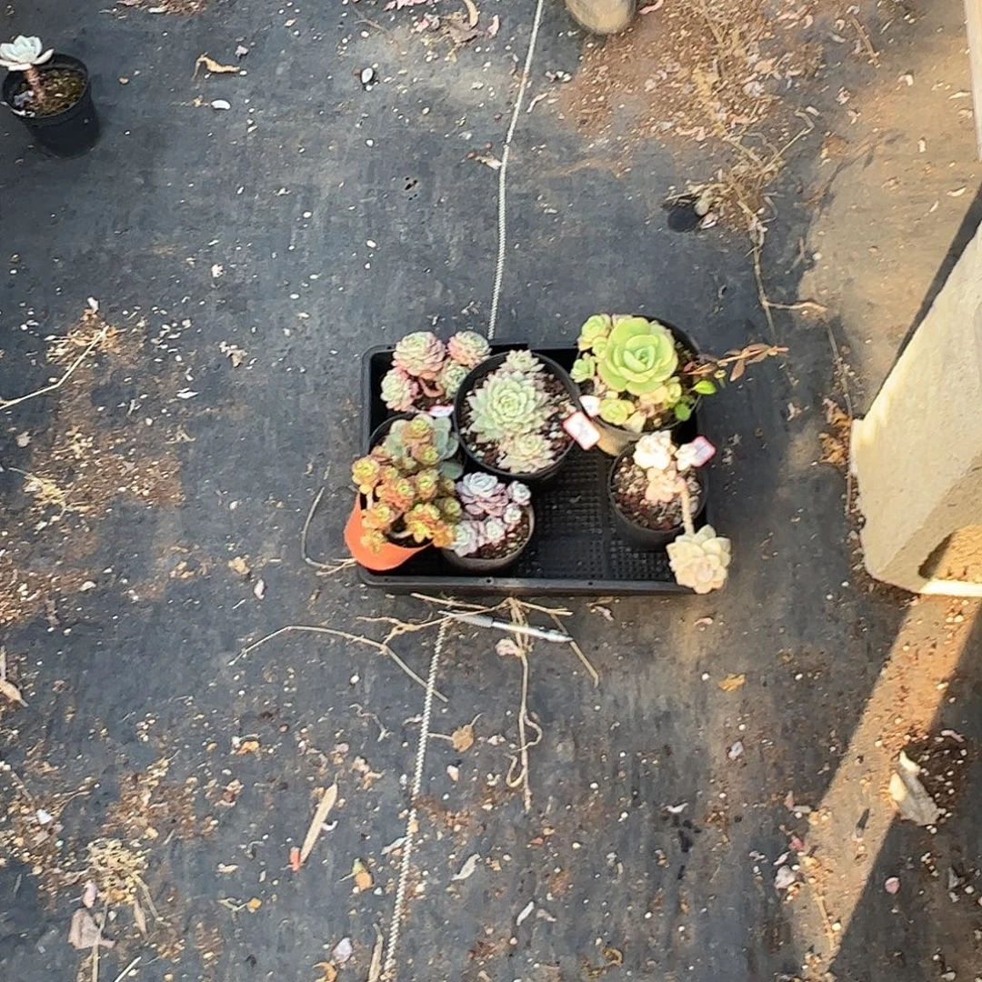 若***初7颗多肉植物脱土脱土