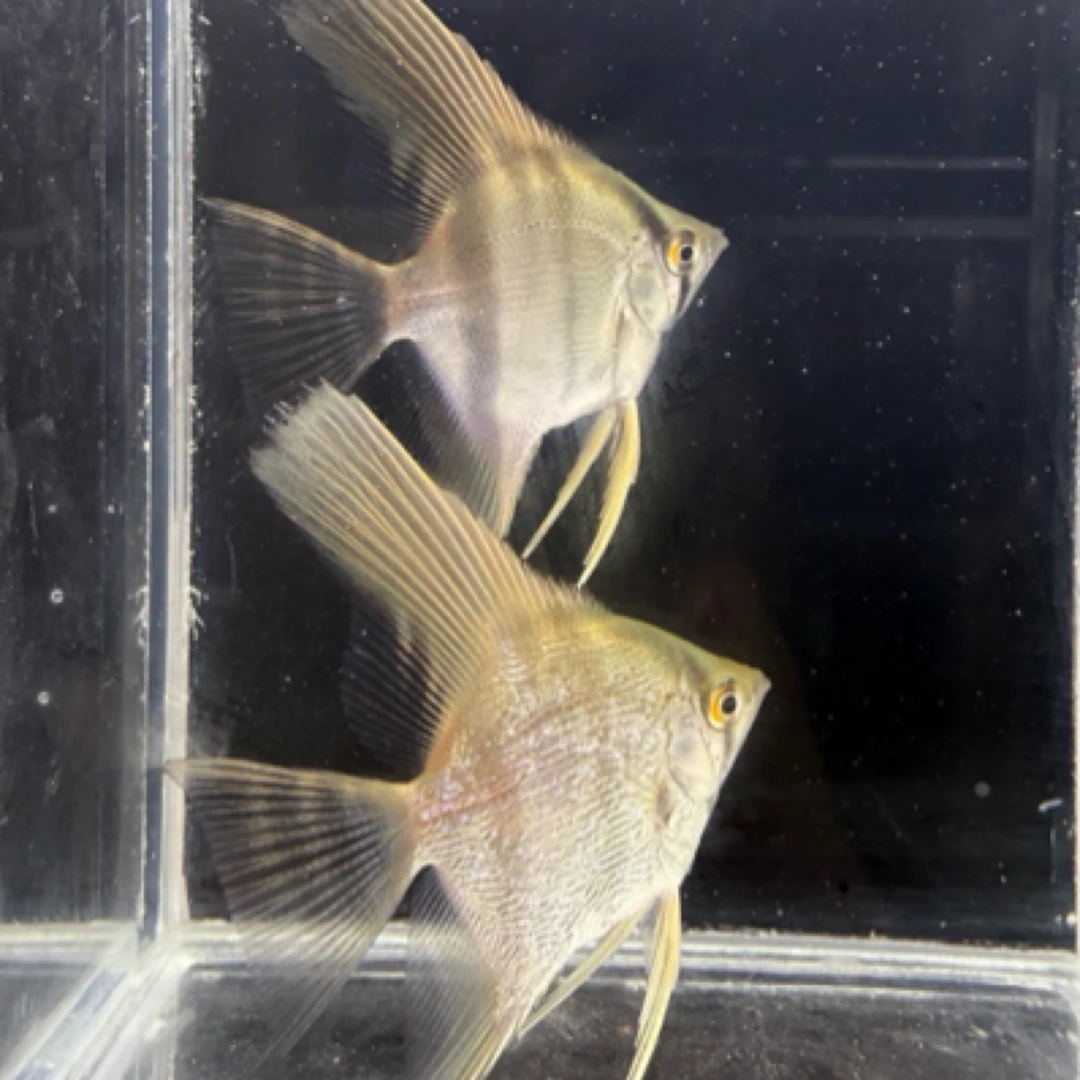 精品伊莎贝尔燕鱼