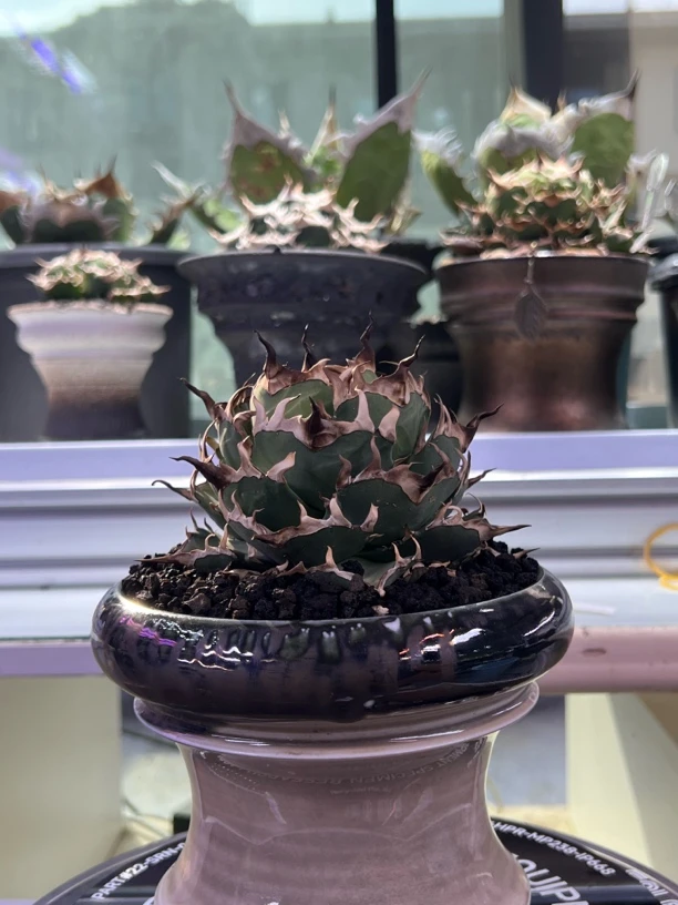 黑帝斯灯养包菜一颗，